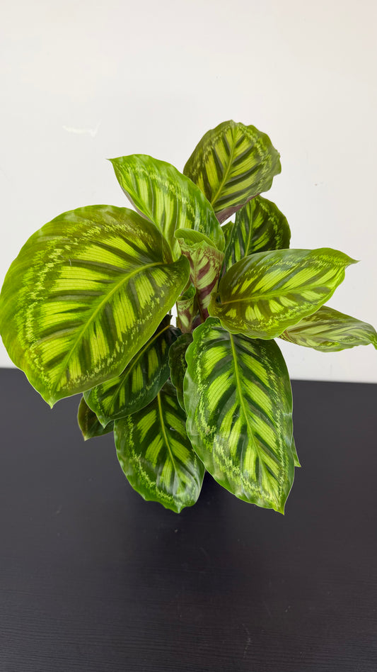 Calathea 3