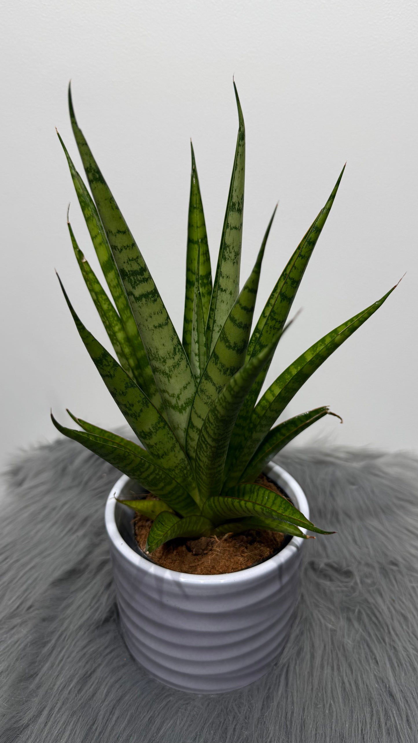 Sansevieria 11