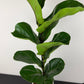 Ficus Lyrata Bambino