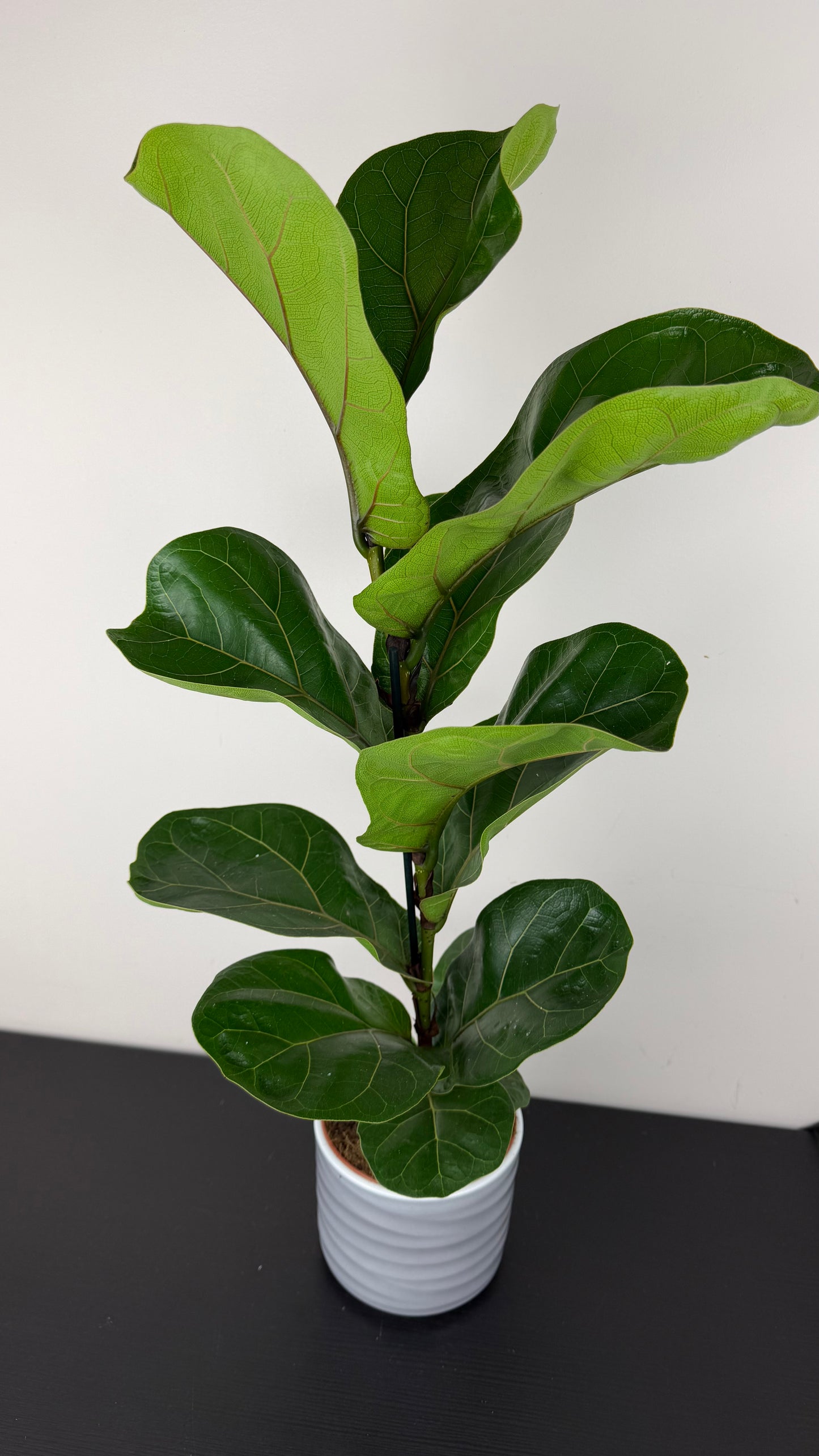 Ficus Lyrata Bambino
