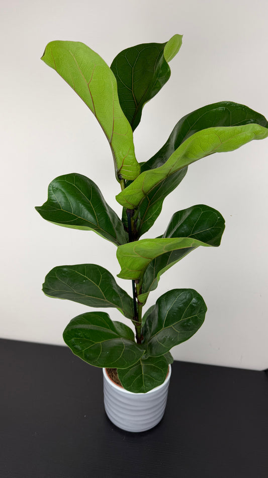 Ficus Lyrata Bambino