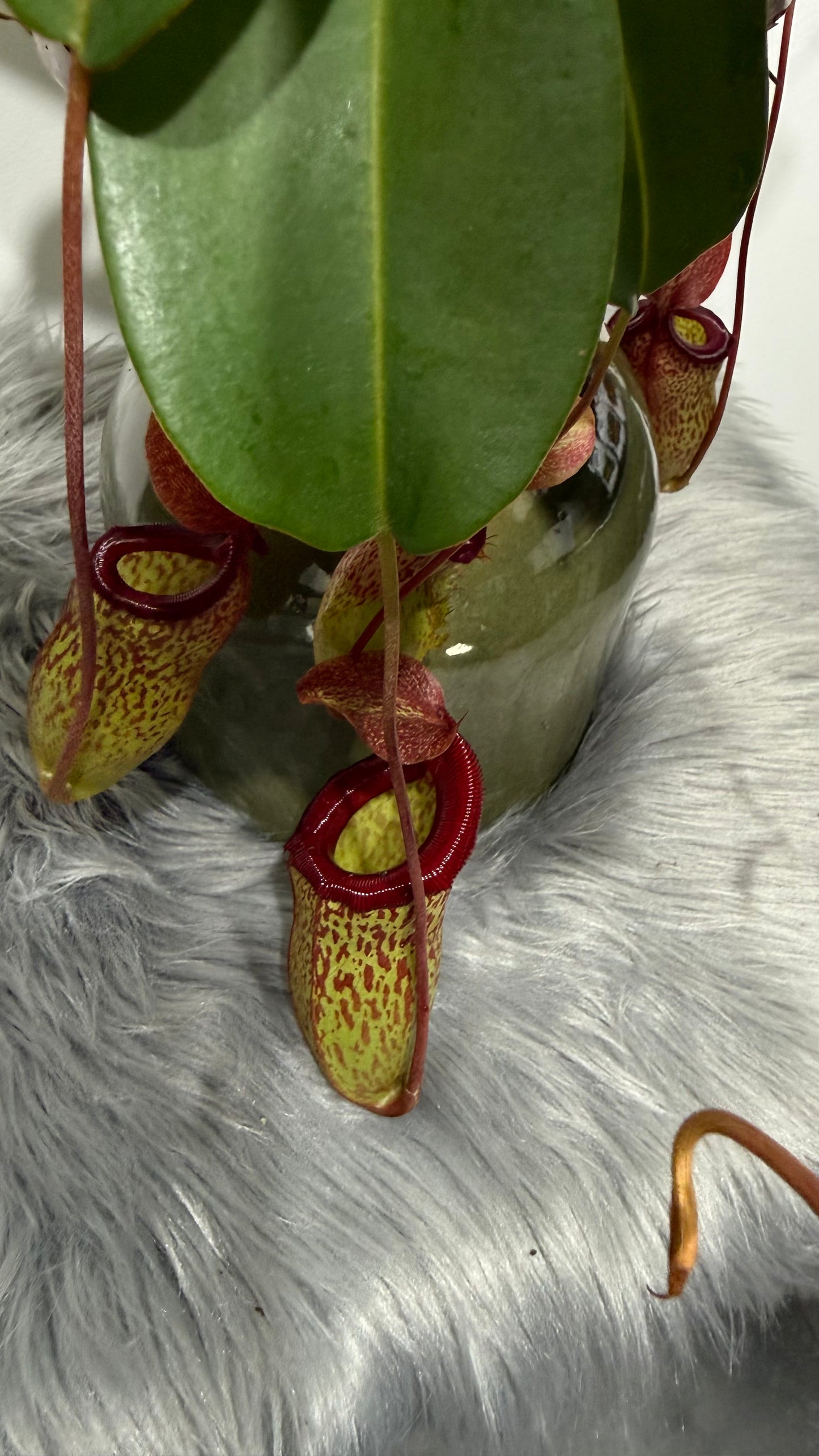 Nepenthes Sam