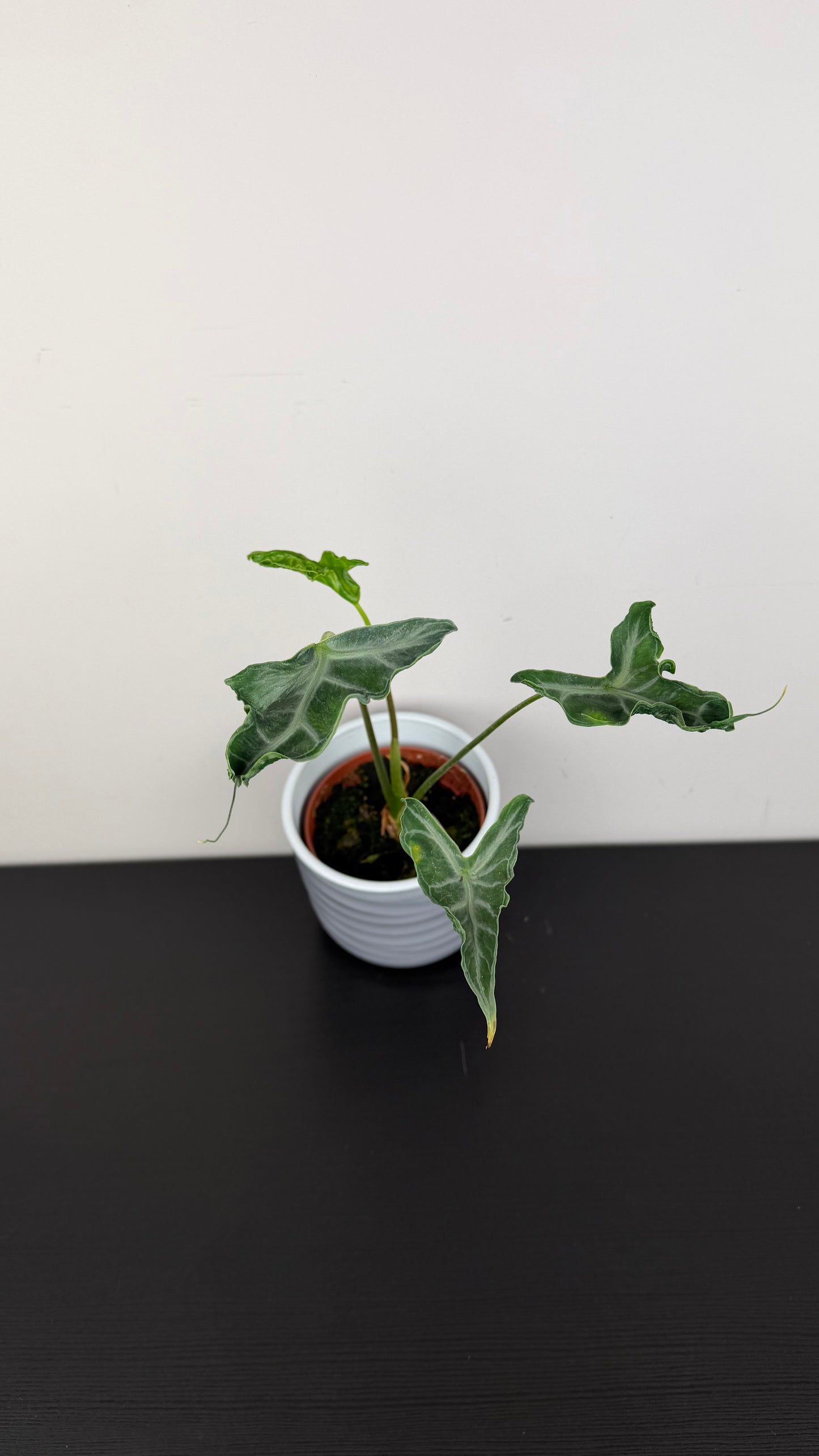 Alocasia Teletubbies