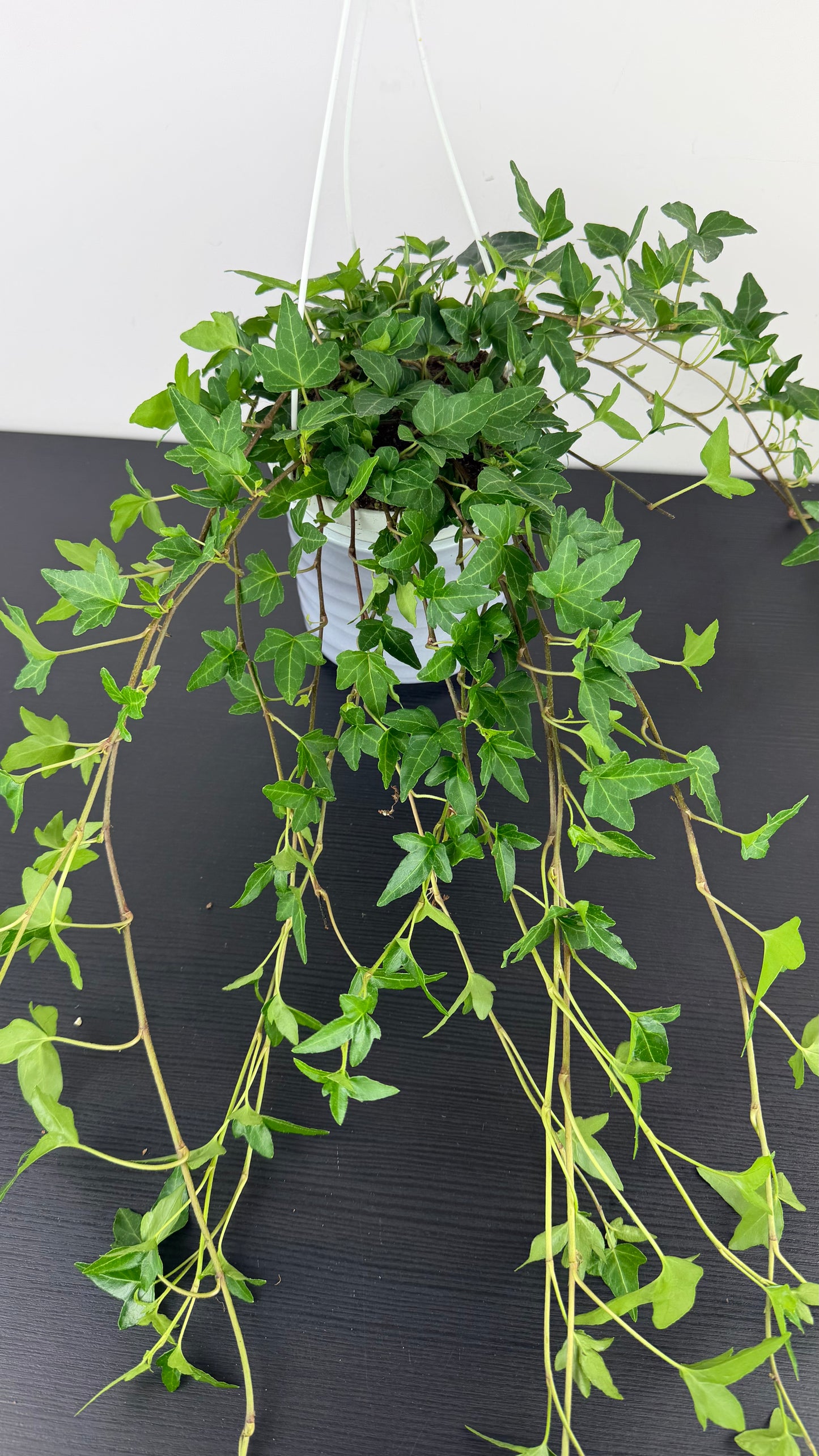 Ivy