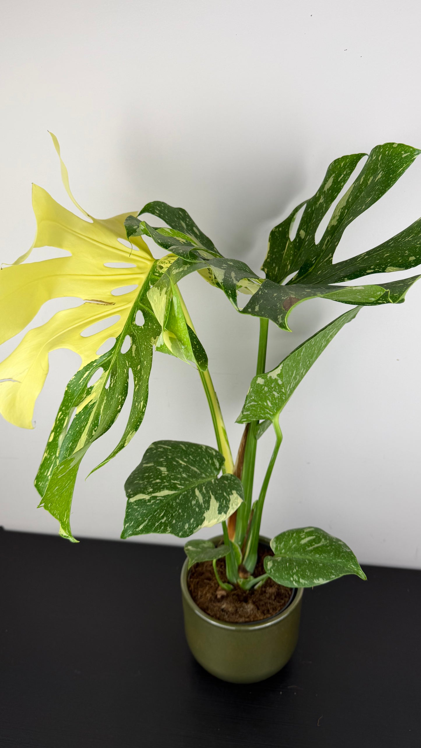 Monstera Thai Constellation