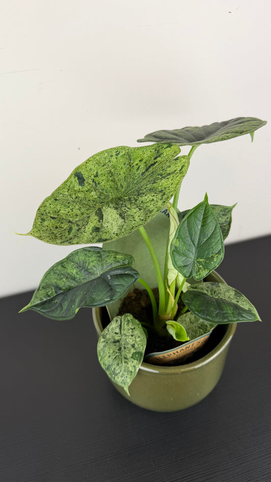 Alocasia Dragon Scale Mint