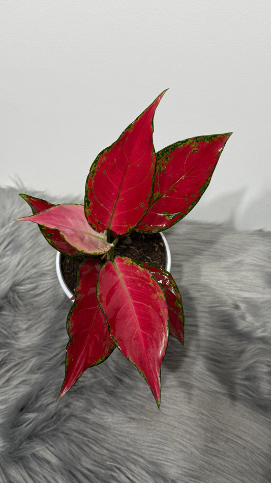 Aglaonema 5