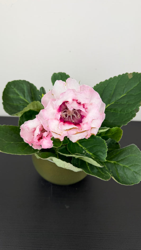 Sinningia Brocade White/pink