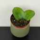 Hoya latifolia Green