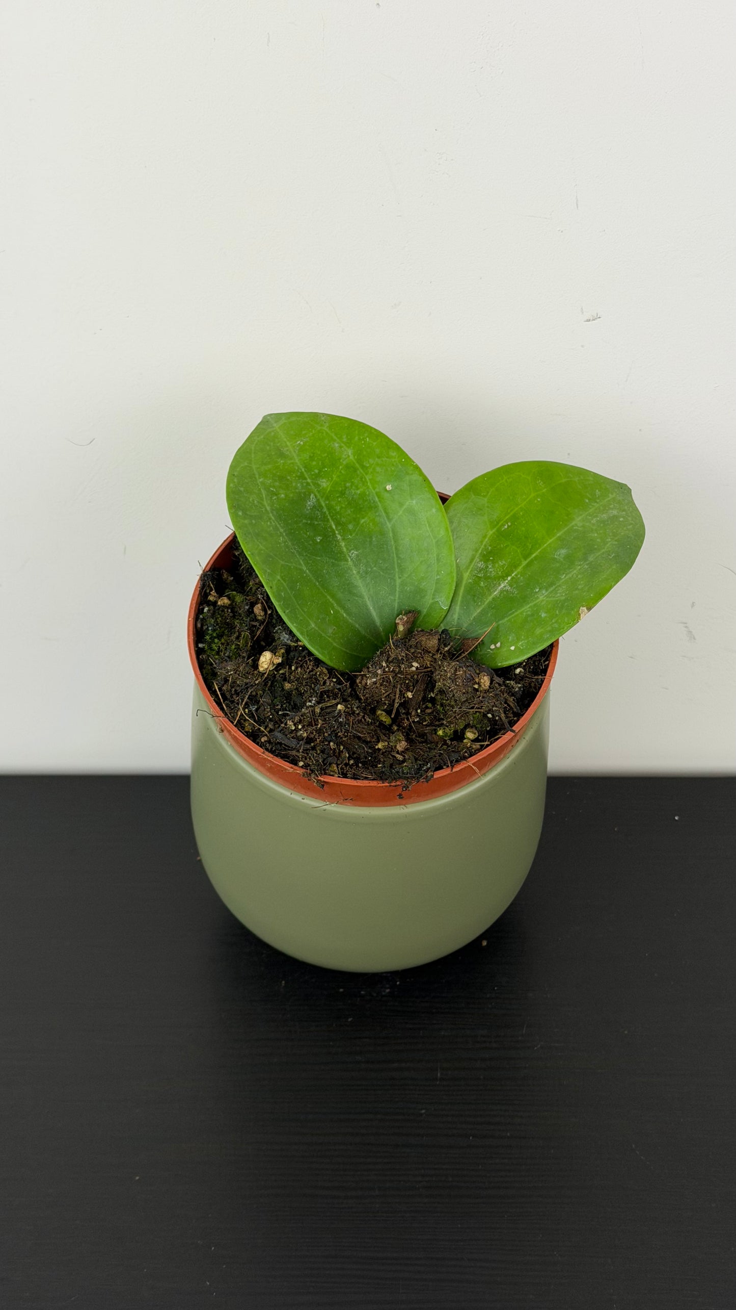 Hoya latifolia Green