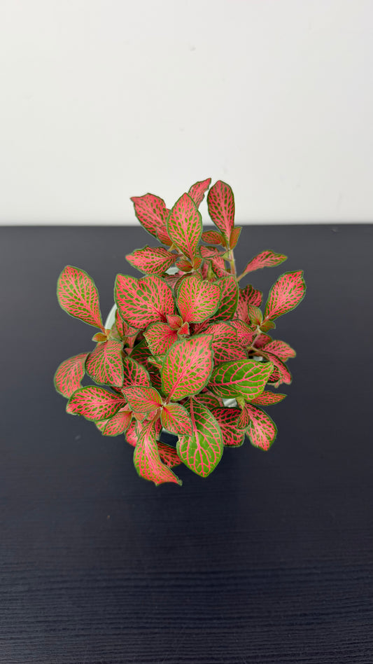 Fittonia 8