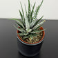 Haworthia fasciata Alba