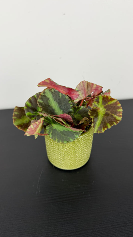 Begonia Gironella