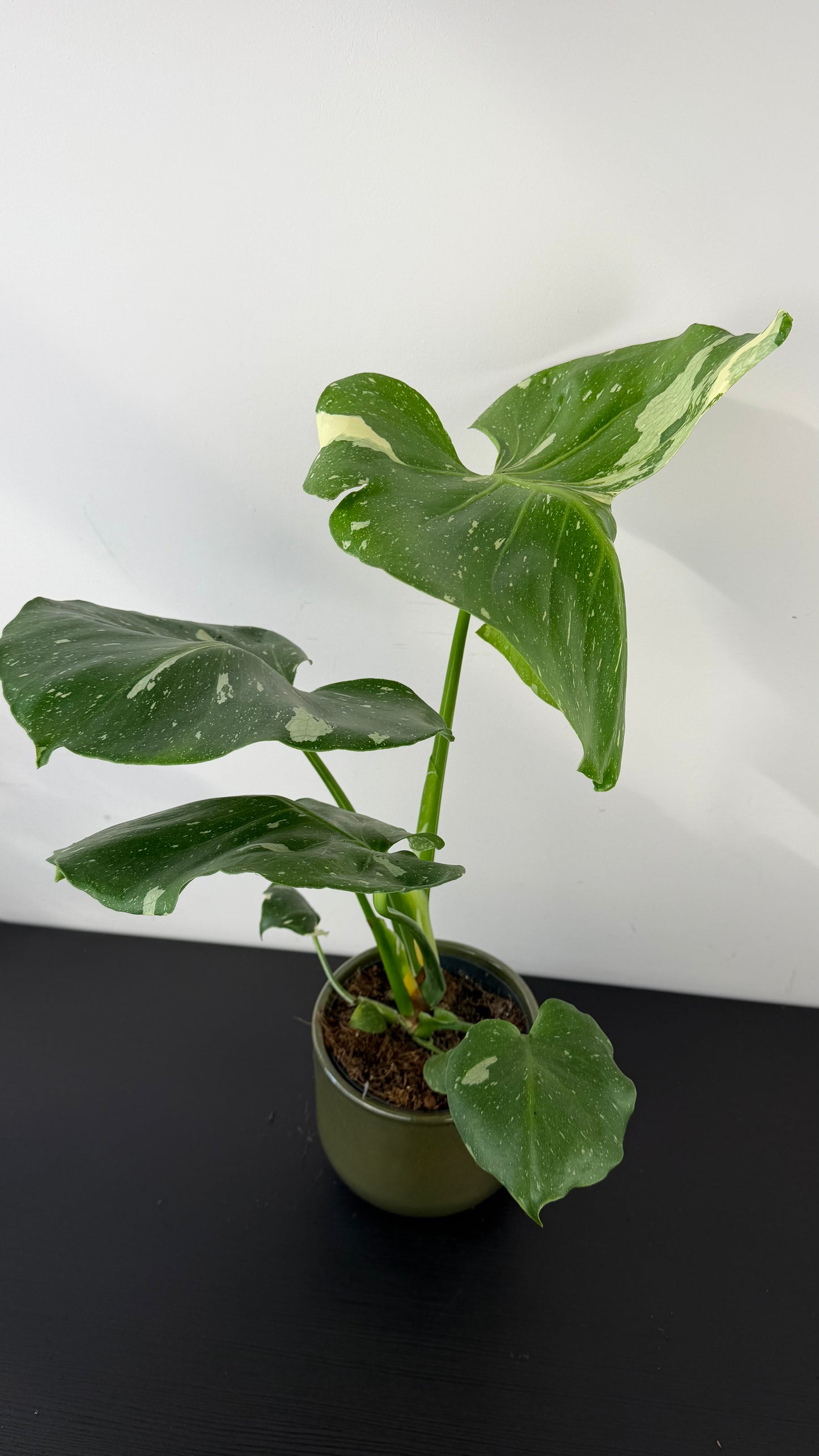 Monstera Thai Constellation