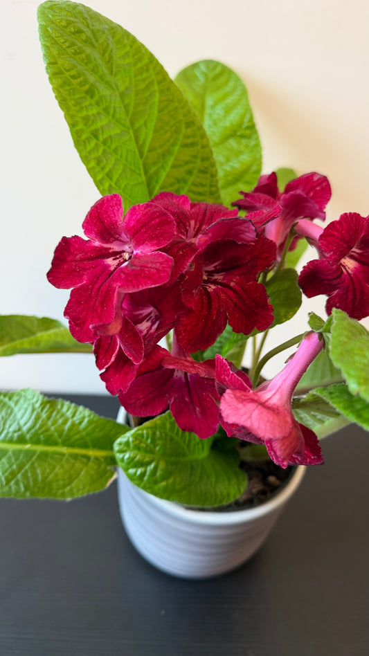 Streptocarpus 4