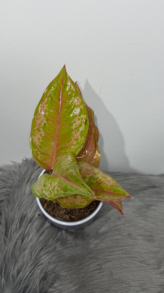 Aglaonema 9