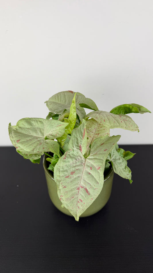 Syngonium milk Confetti