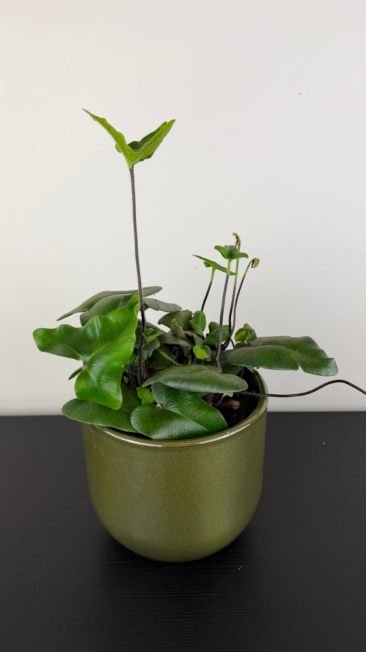 Hemionitis Arifolia