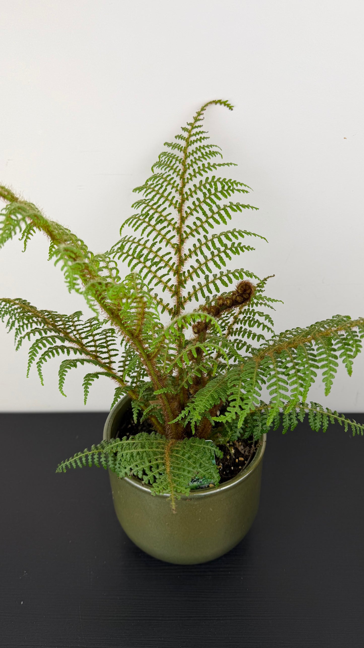 Cyathea Tomentosissima