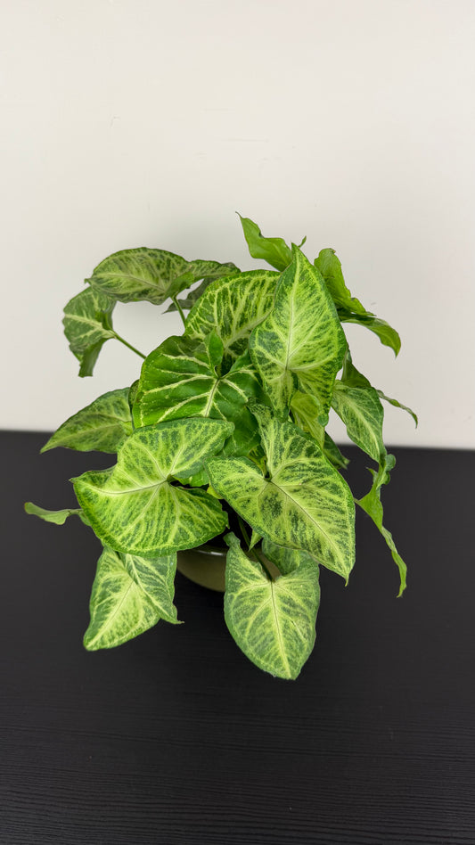 Syngonium Arrow