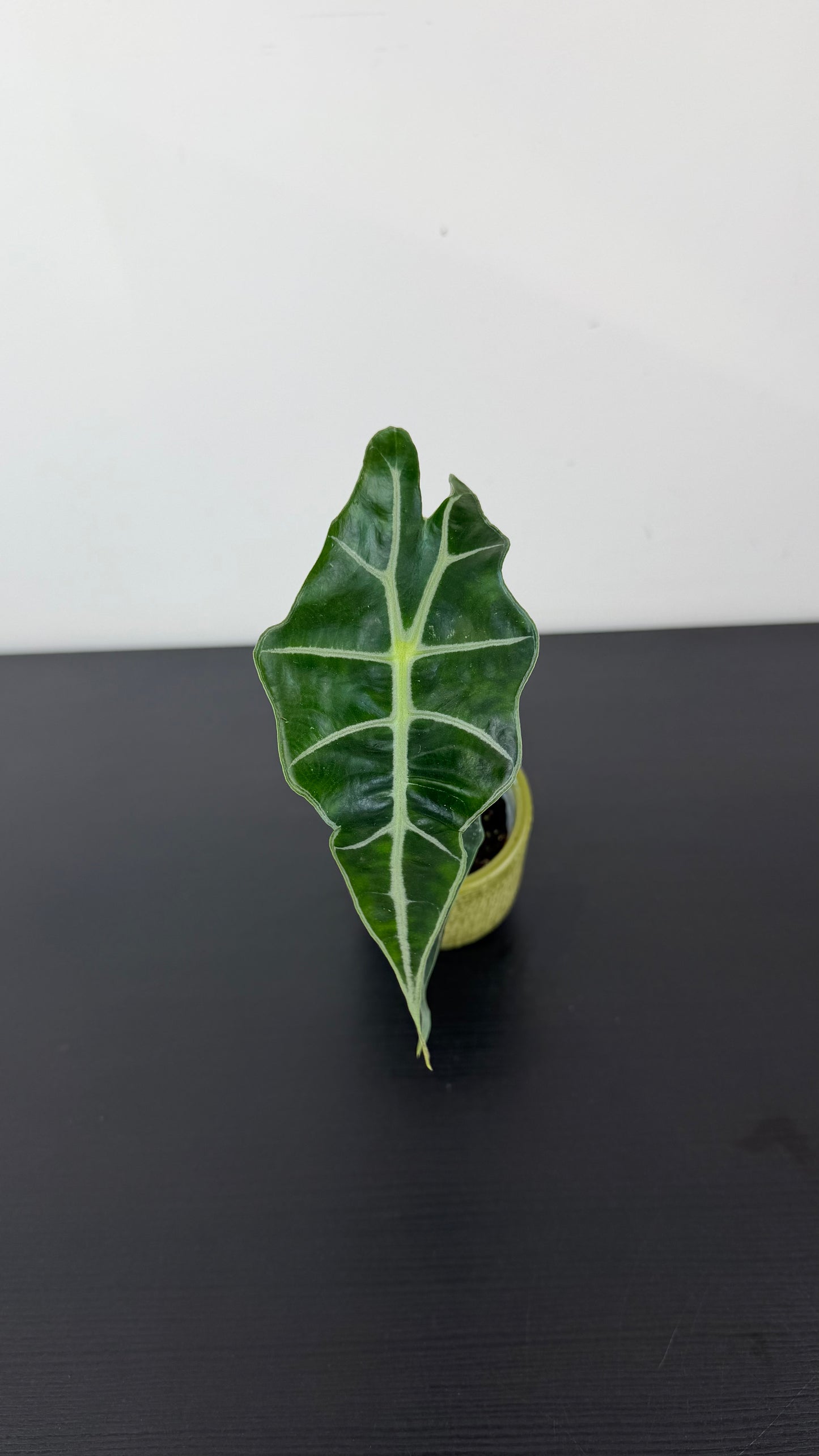 Alocasia Longiloba Dwarf