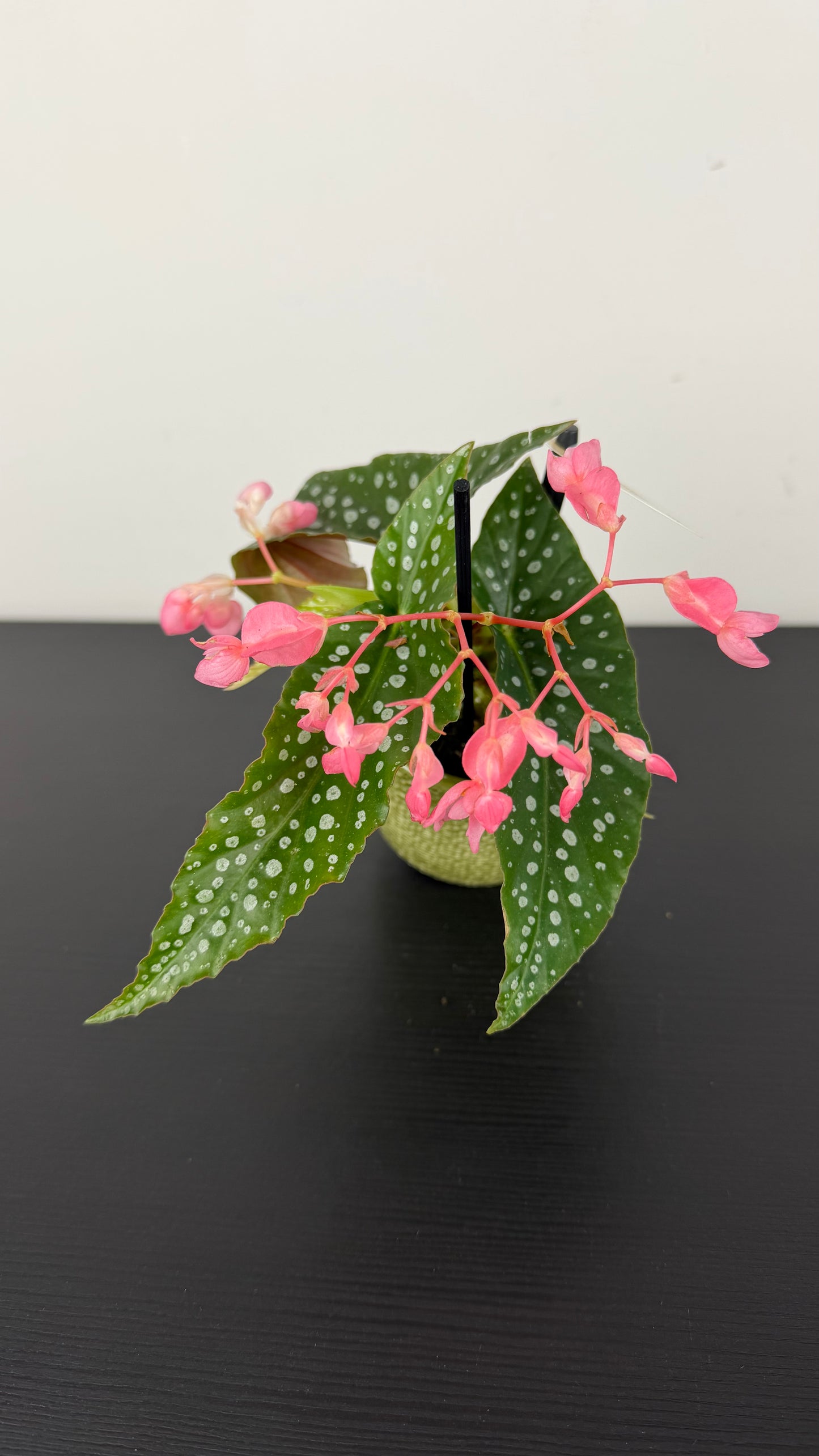 Begonia Angel Wings 2