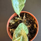 Hoya verticillata Wayang Splash