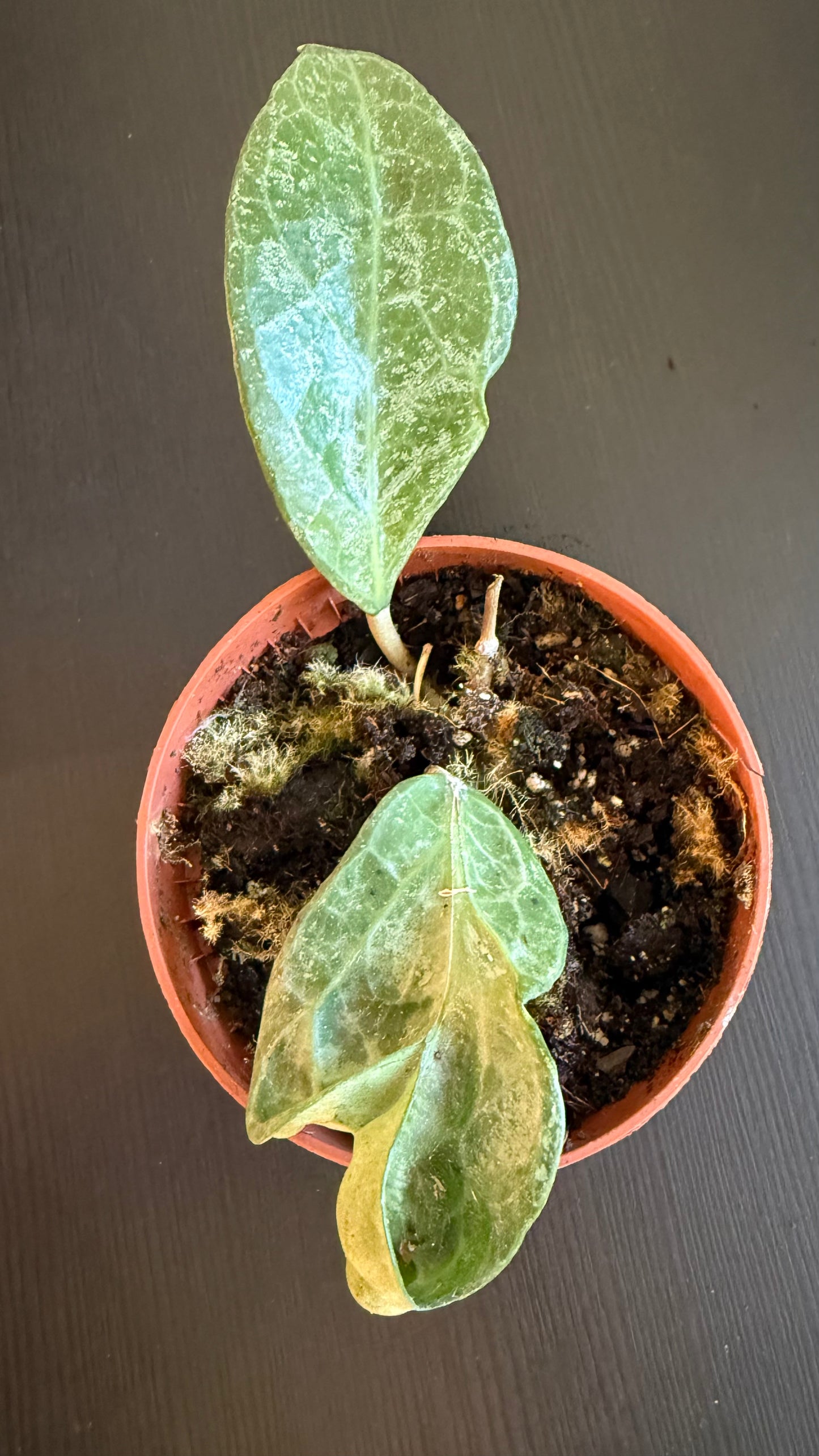 Hoya verticillata Wayang Splash