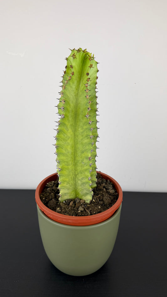 Euphorbia Ingens Variegata Marmorata
