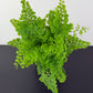Adiantum Fragrans