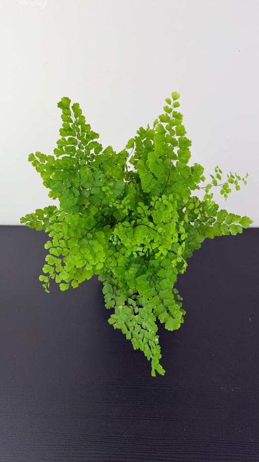 Adiantum Fragrans