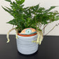 Humata Tyermannii
