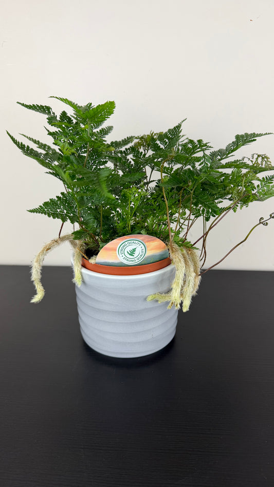Humata Tyermannii