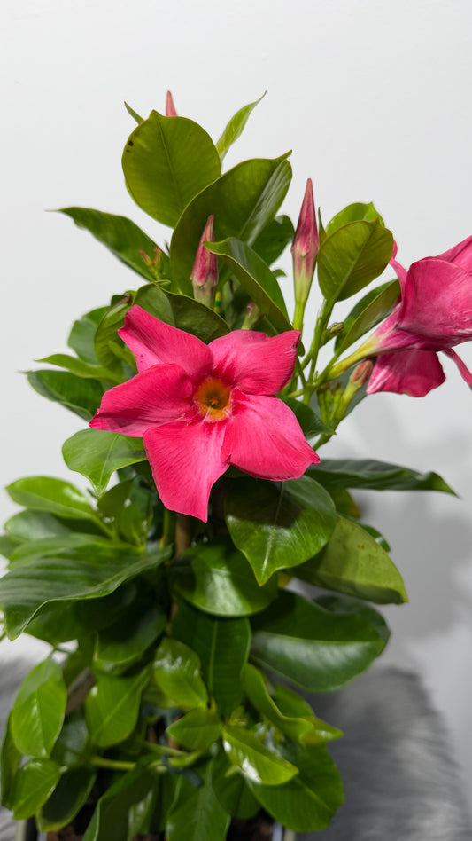 Mandevilla Coral Pink