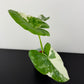 Alocasia macrorrhiza Variegata