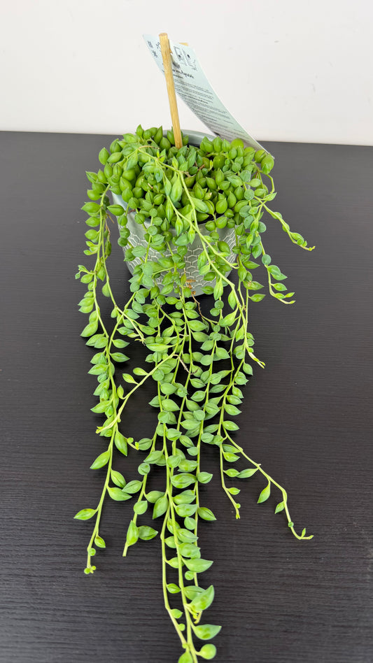 Senecio Herreianus