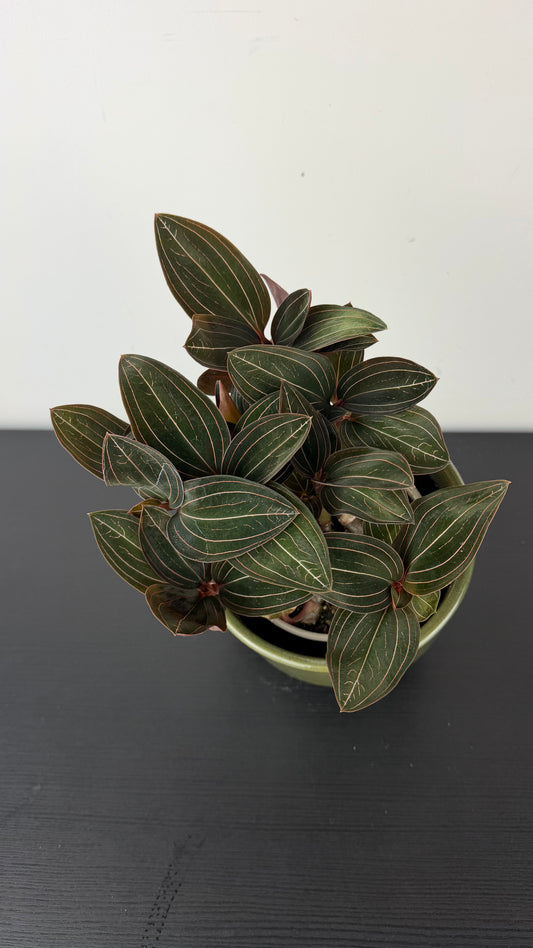 Ludisia discolor