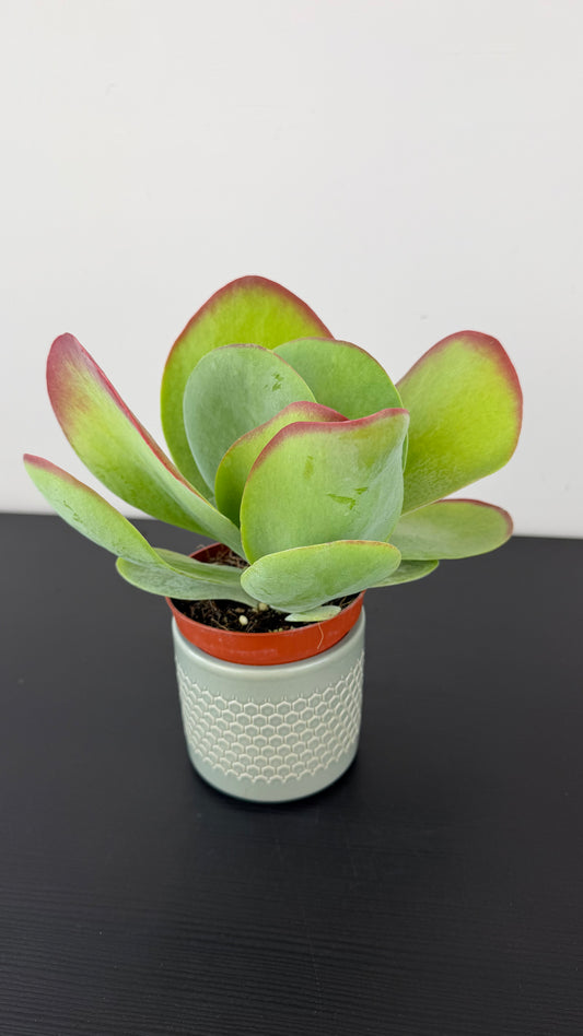 Kalanchoe Thyrsiflora