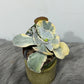 Cotyledon Orbiculata Undulatum Variegata