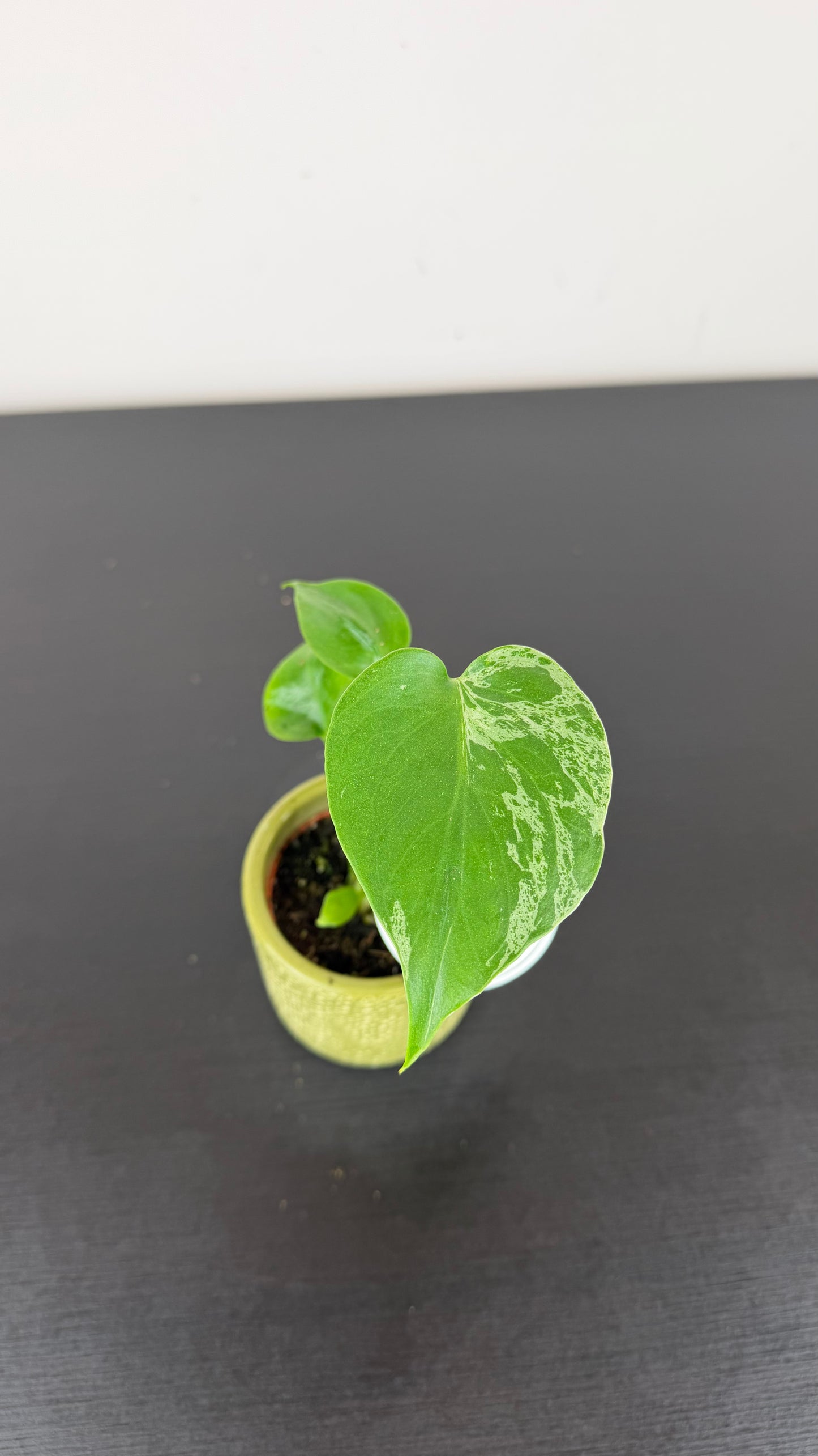 Monstera deliciosa Bulbasaur