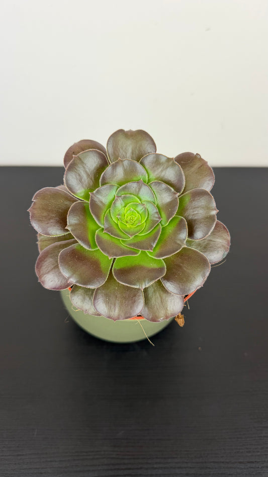 Aeonium 4