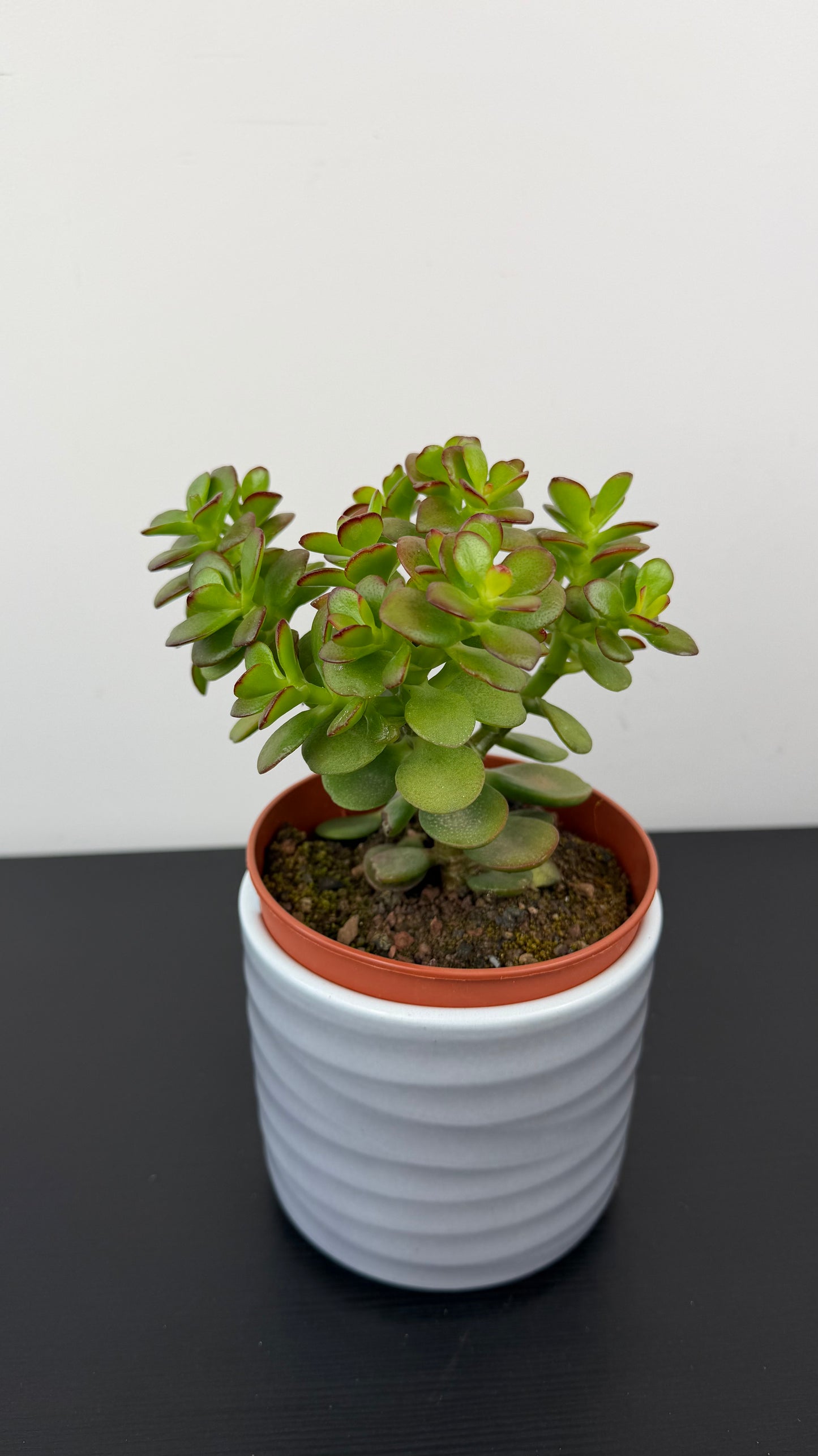 Crassula 8