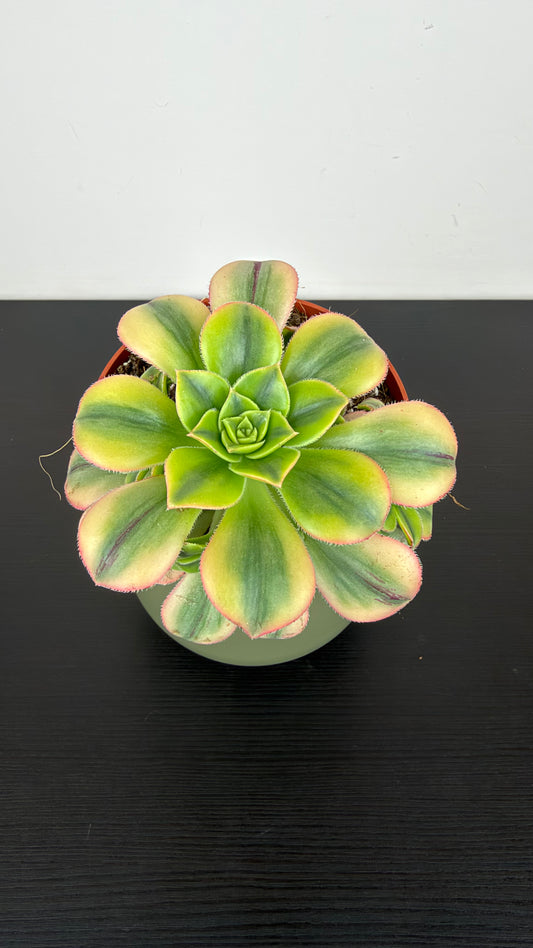 Aeonium 3