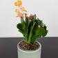 Schlumbergera Yellow / Orange