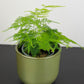 Asparagus Setaceus