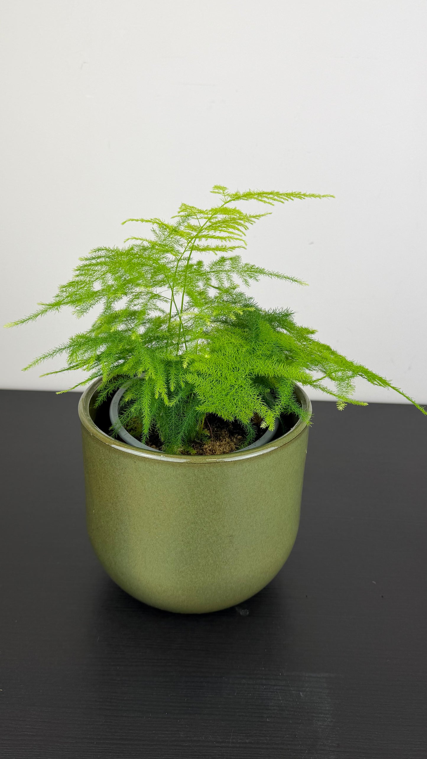 Asparagus Setaceus