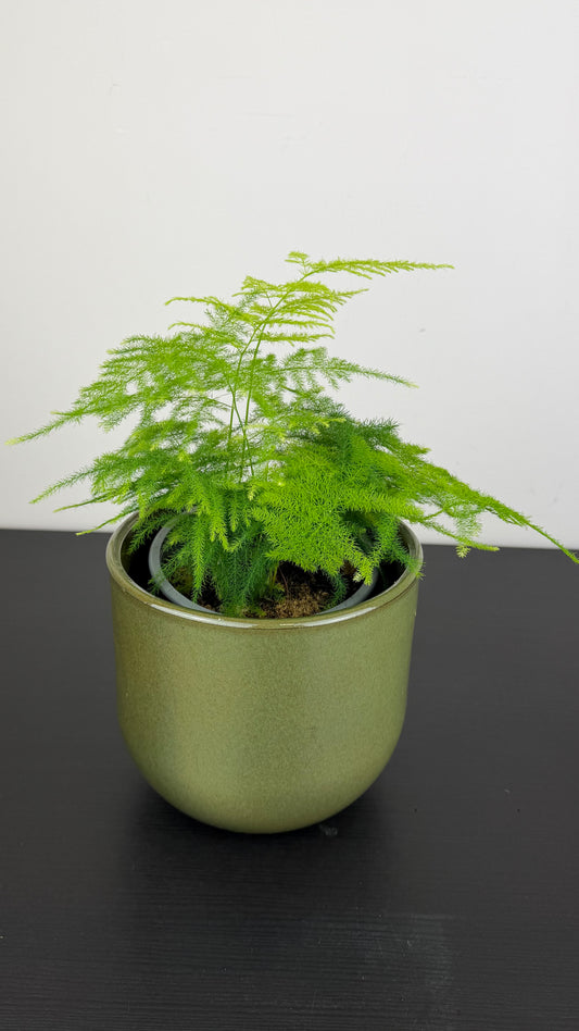 Asparagus Setaceus