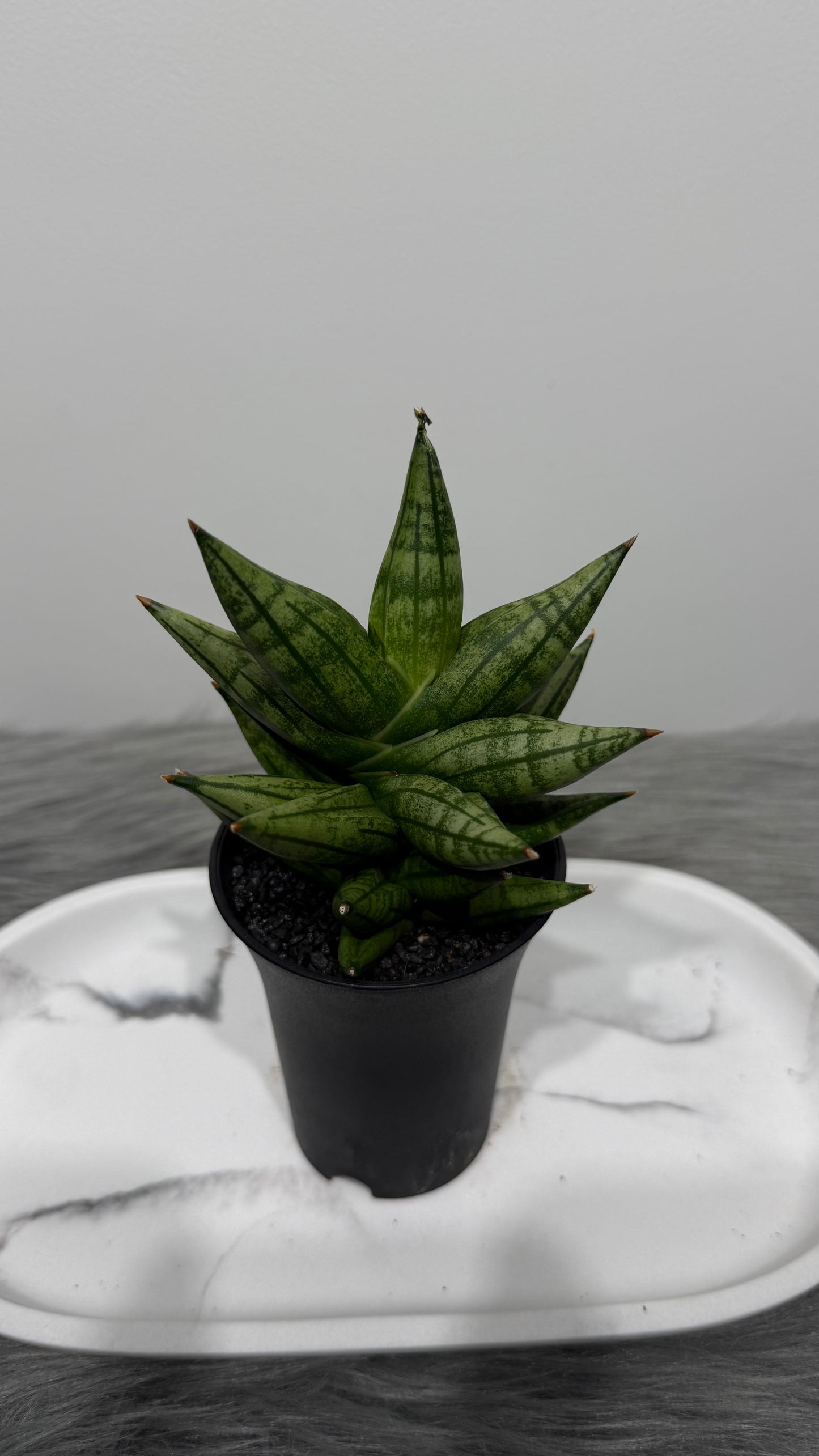 Sansevieria 5