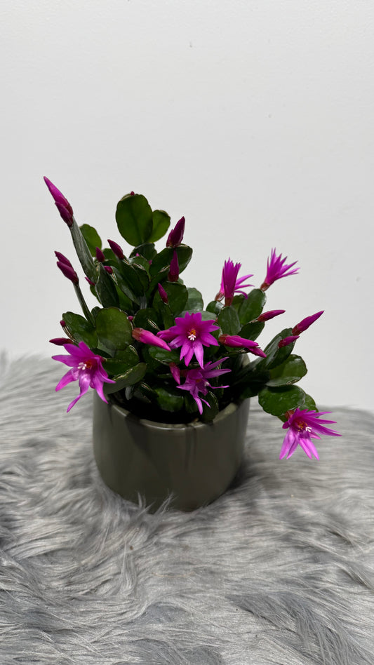 Rhipsalidopsis Pink