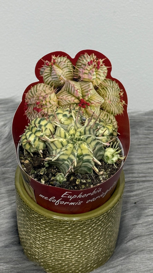 Euphorbia Meloformis Variegata